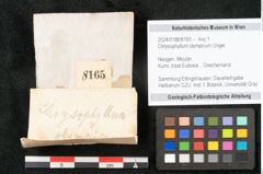 Foto (Objekt + Etikett) von Chrysophyllum olympicum Unger (NHMW-GEO-2024-0188-8165)